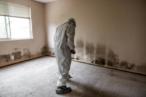 Best Mold Remediation  in Paris, IL