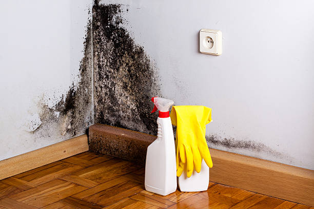Professional Mold Removal in Paris, IL
