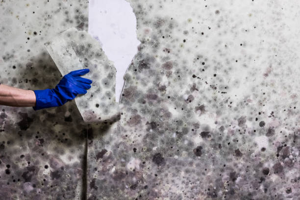 Best Mold Damage Repair  in Paris, IL
